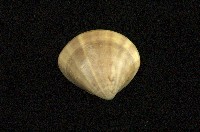 藏品(普通文蛤)的圖片